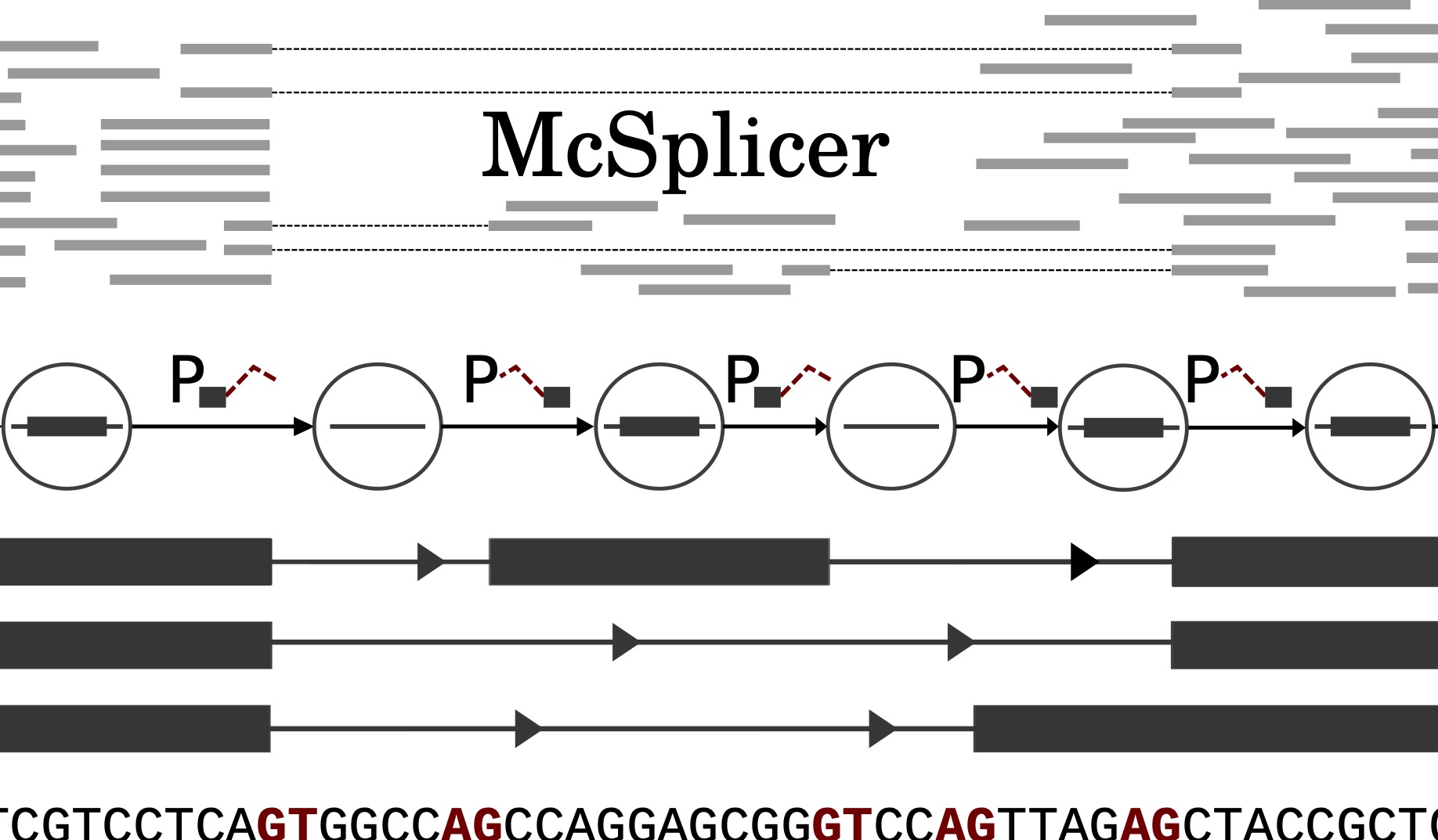 McSplicer: a probabilistic model for estimating splice site usage from RNA-seq data