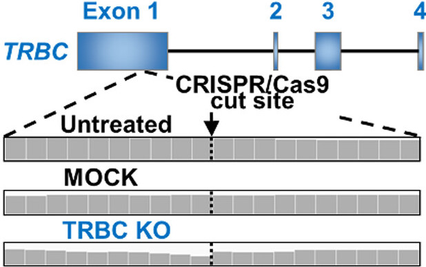Genome‐wide off‐target analyses of CRISPR/Cas9‐mediated T‐cell receptor engineering in primary human T cells