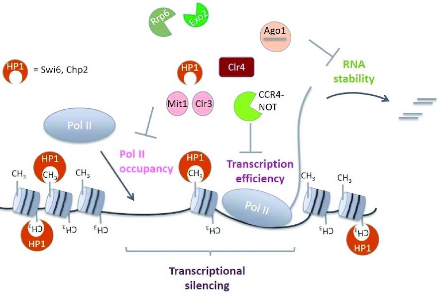 Ccr4–Not complex reduces transcription efficiency in heterochromatin